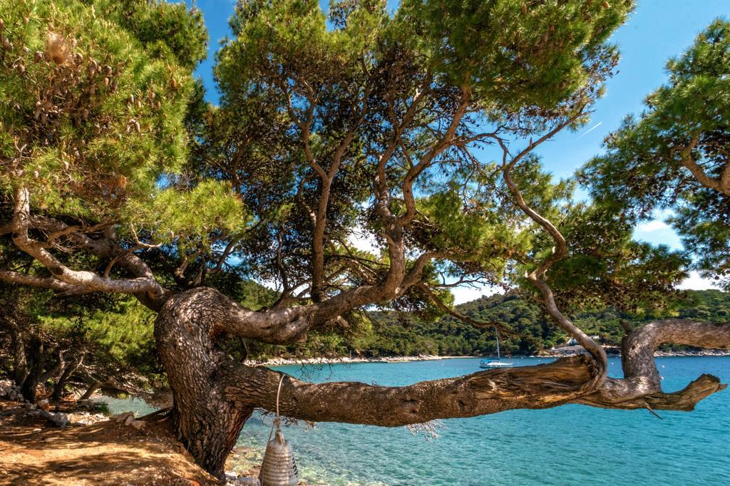 Pine Tree Boutique Apartments Saplunara Εξωτερικό φωτογραφία